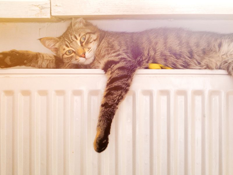 chat qui profite d'un chauffage agréable et entretenu